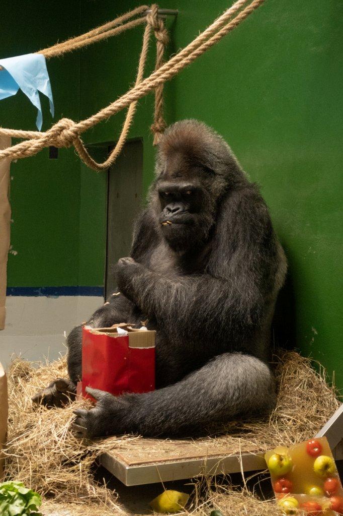 Loro Parque: Gorila Schorsch cumple cincuenta años: un festín de verdura, fruta y tarta de&nbsp;mermelada.