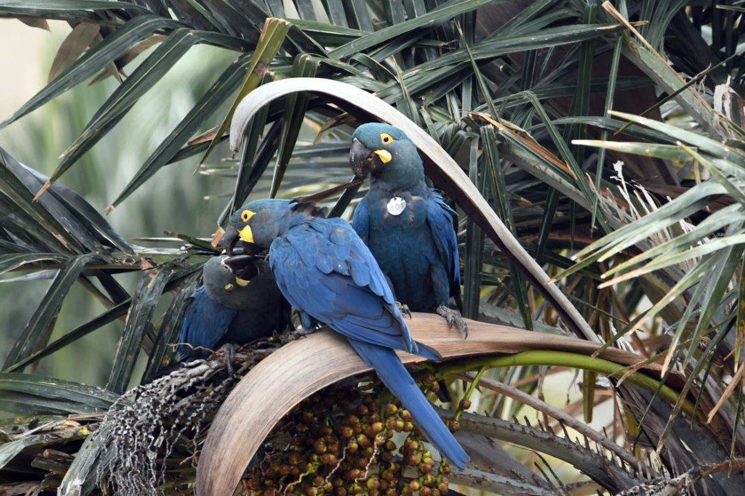Un nuevo hito del Loro Parque: reintroducción del guacamayo de Lear en&nbsp;Brasil