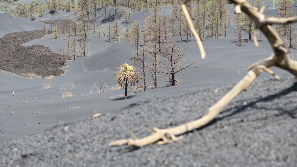 Vulkan-Exkursion La Palma - am 9. Juni 2022