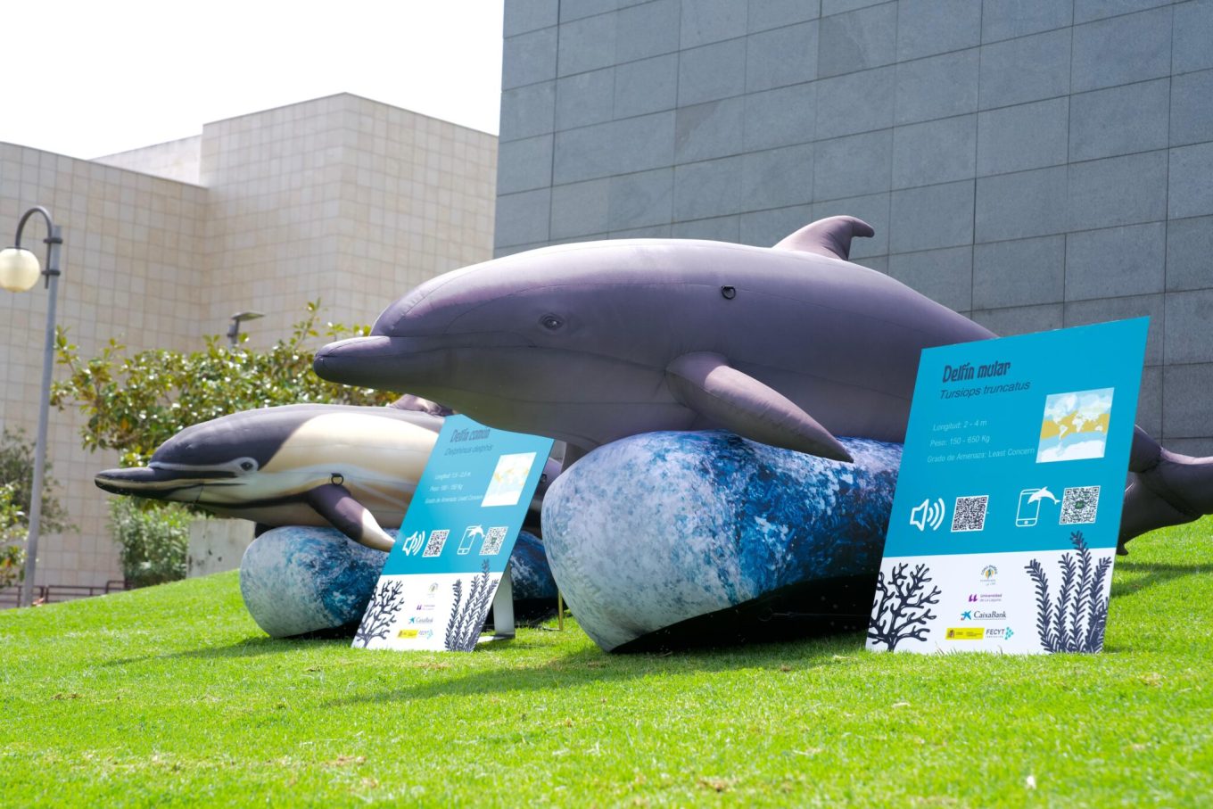 Loro Park Stiftung startet Wanderausstellung über Wale im Gebiet der makaronesischen&nbsp;Inseln.