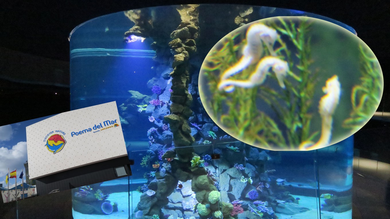 Neue Fördermittel der Loro Park Stiftung für wichtige Naturschutz-Projekte