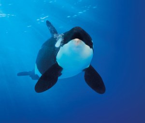 Orca - cedido por Loro Parque