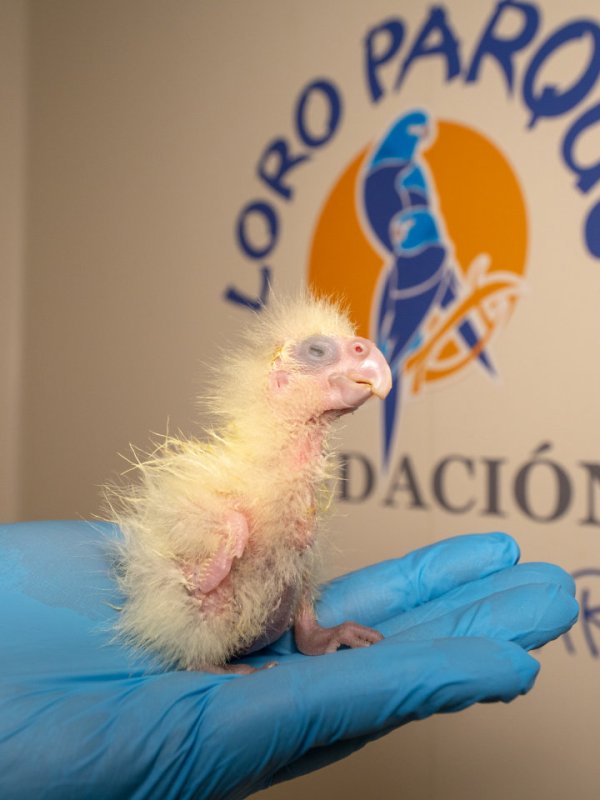 Loro Park auf Teneriffa: Nachzucht  der vom Aussterben bedrohten australischen Kakadu-Art  „Karrak“