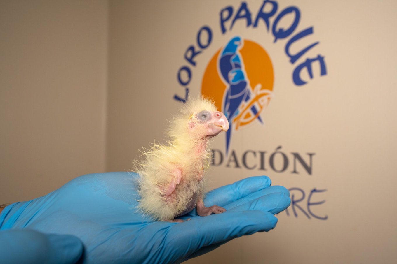 Loro Park auf Teneriffa: Nachzucht  der vom Aussterben bedrohten australischen Kakadu-Art  „Karrak“