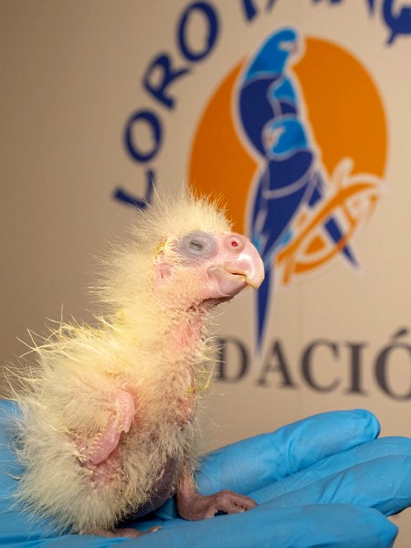 Loro Parque-Tenerife: Primera cría en Europa de la cacatúa colirroja, en peligro de&nbsp;extinción.