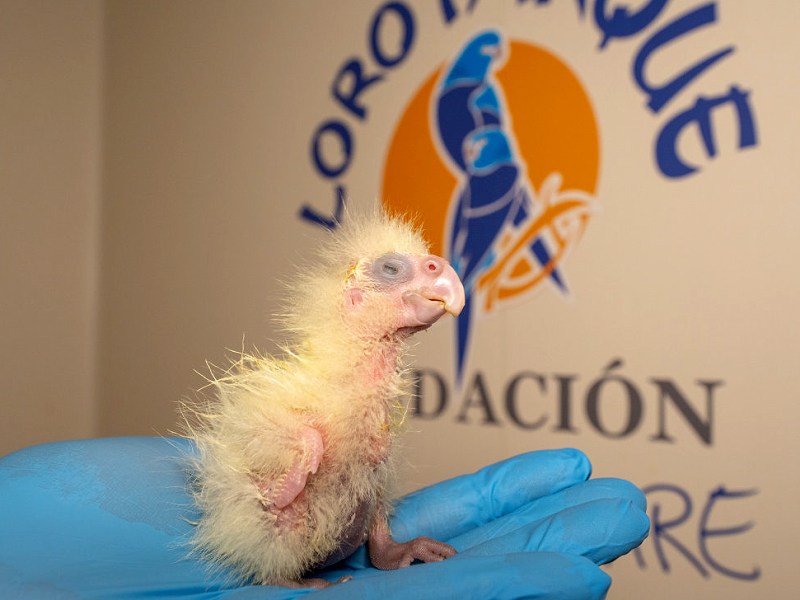 Loro Parque-Tenerife: Primera cría en Europa de la cacatúa colirroja, en peligro de&nbsp;extinción.