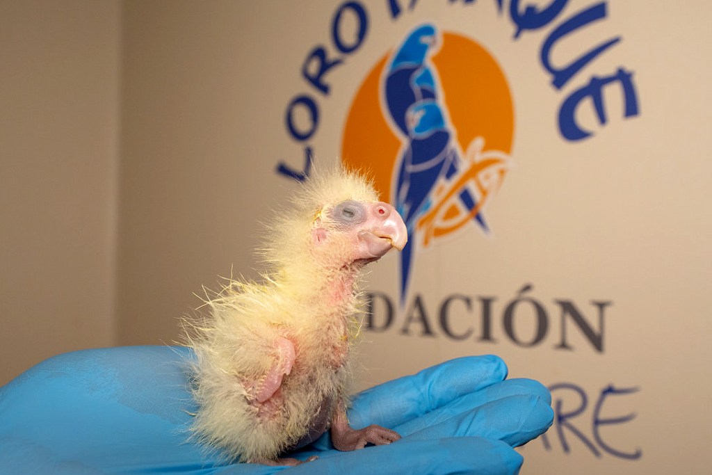 Loro Parque-Tenerife: Primera cría en Europa de la cacatúa colirroja, en peligro de&nbsp;extinción.