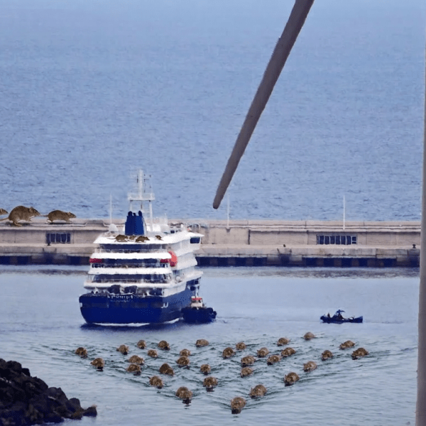 Tras el hantavirus y el MV Hondius: el puerto de Granadilla espera tiempos mejores sin „ratas“.