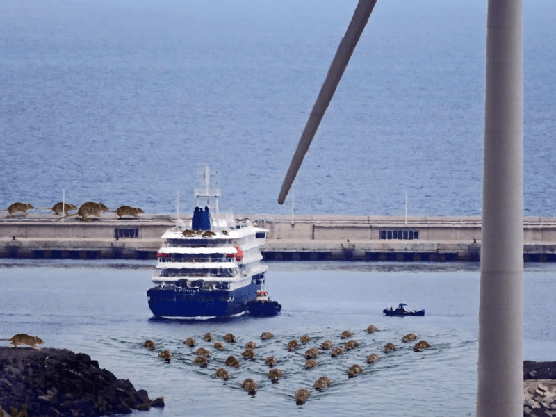 Tras el hantavirus y el MV Hondius: el puerto de Granadilla espera tiempos mejores sin „ratas“.