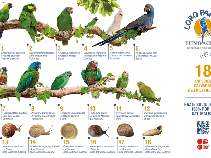 Loro Parque Stiftung sucht Projekte zum Schutz bedrohter Tierarten im Jahr&nbsp;2027